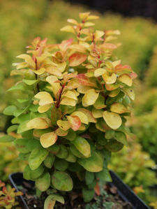 Bild von Berberis